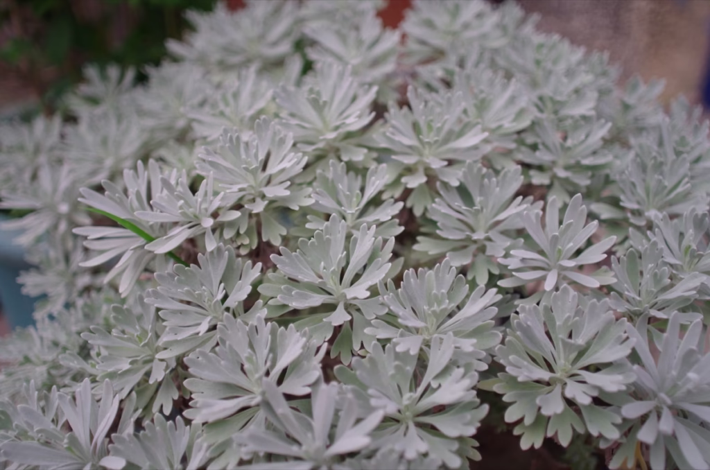  PENTAX K 24mm老鏡 近拍十分銳利