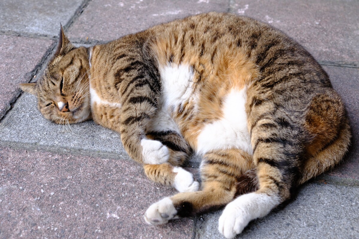 Tokina atx-m 33mm F1.4 實拍-拍寵物