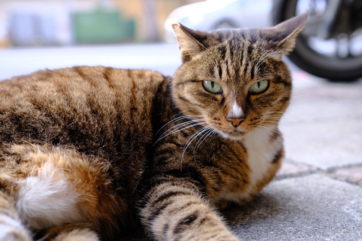 Tokina atx-m 33mm F1.4 實拍-拍貓貓很銳利