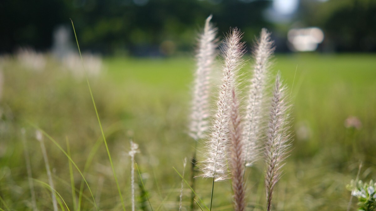 Tokina atx-m 33mm F1.4 光圈全開散景
