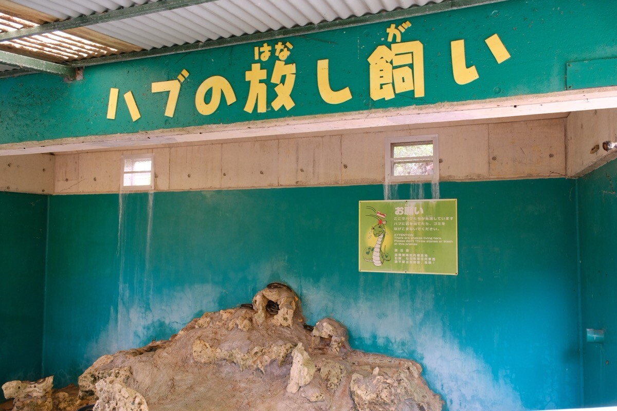 沖繩文化王國的毒蛇博物館的開放飼養龜殼花