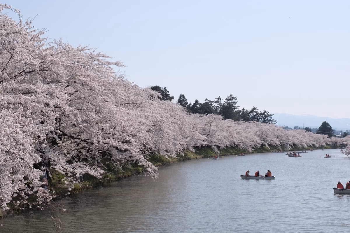 日本青森｜弘前公園櫻花祭：櫻花美得窒息，交通塞到生氣。賞花之前，請先記下這交通攻略。