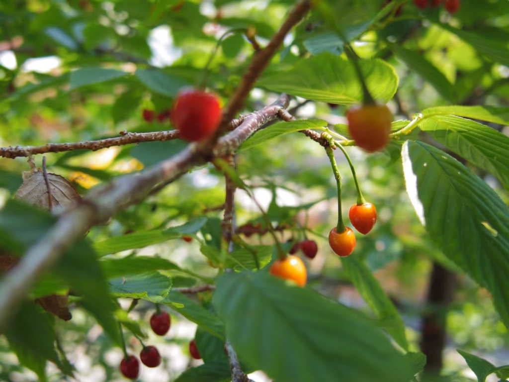 PENTAX Q + 01 standard prime 實拍6