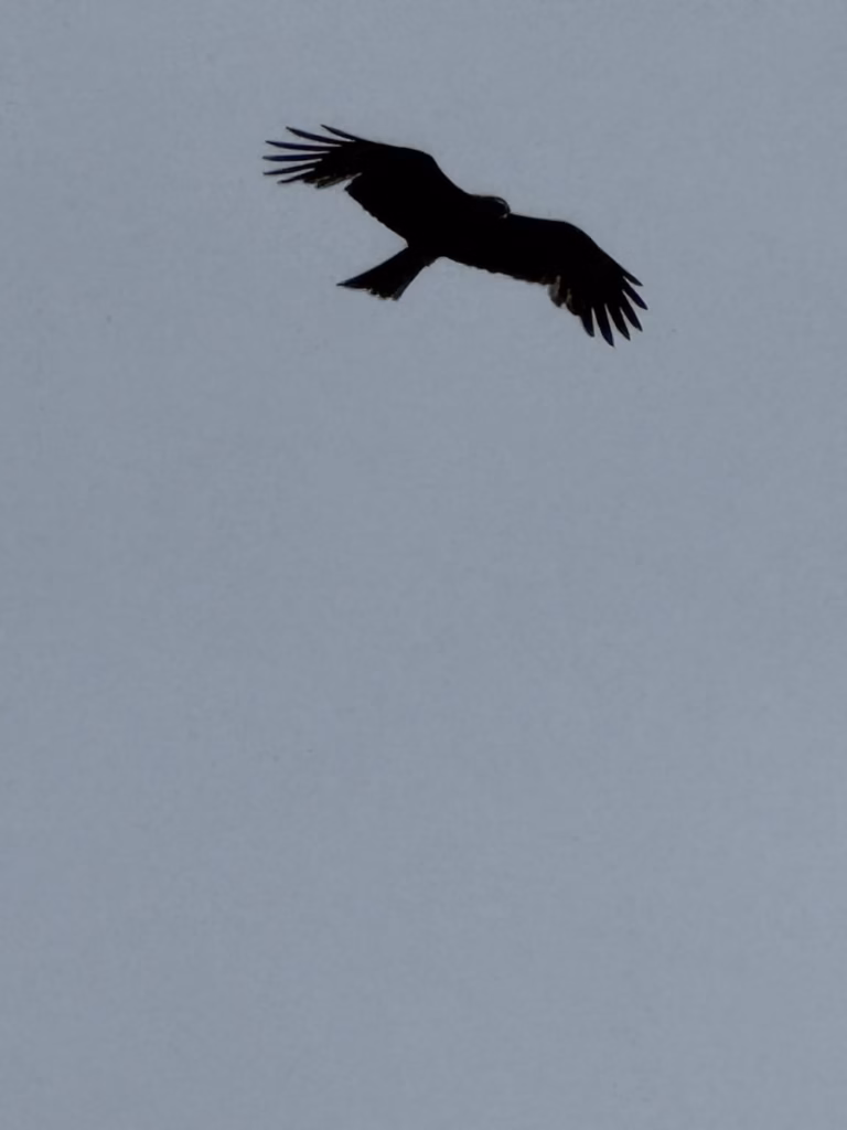外木山海神餐廳附近的黑鳶