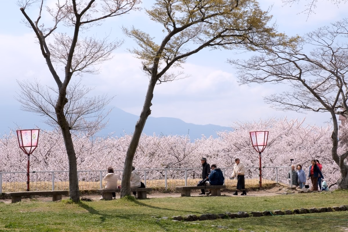 日本岩手|盛岡城跡公園,壯觀的花崗岩石垣、櫻山神社烏帽子岩,不喧囂的櫻花名所