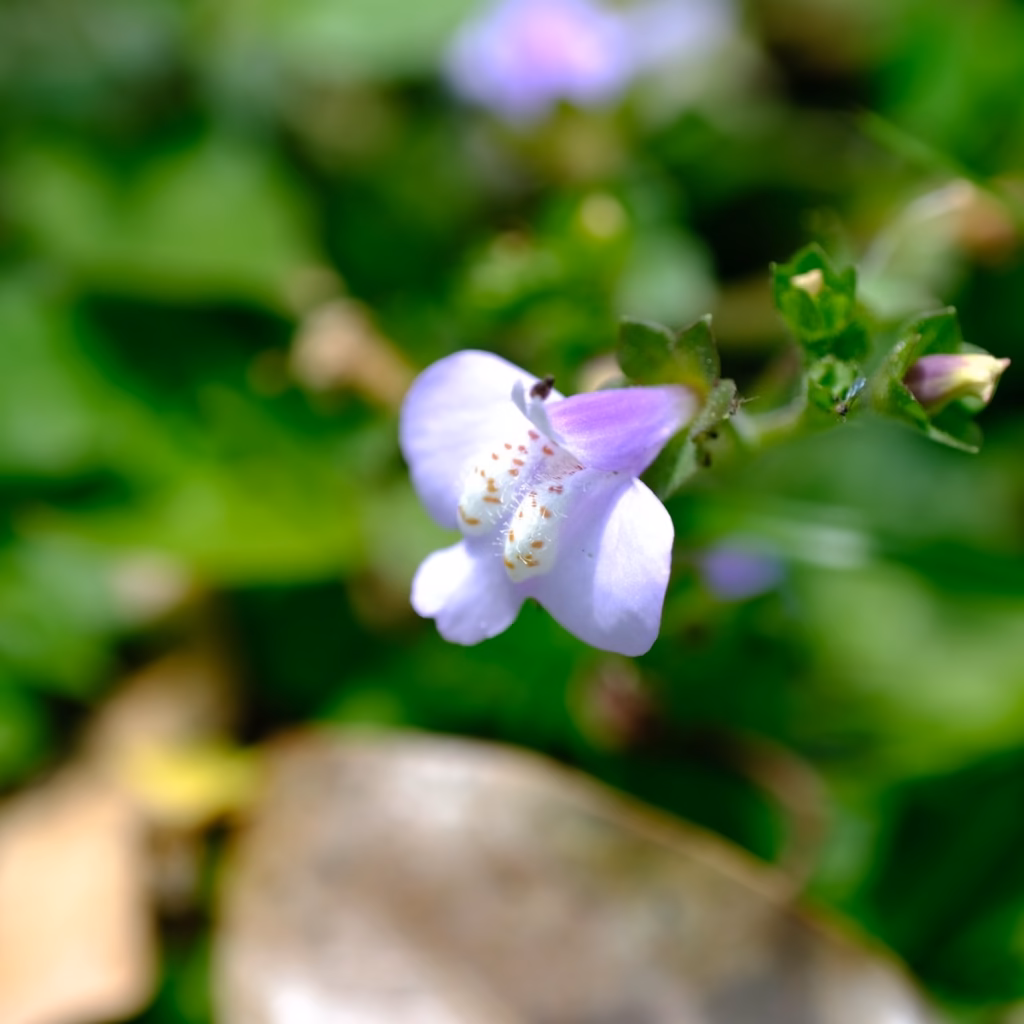 七工匠 7Artisans 60mm f/2.8 Macro II 開箱-實拍照1 通泉草